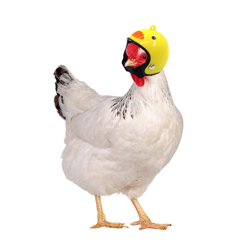 New Protective Chicken Helmet & Funny Headband for Small Pets