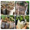 100 Pcs Nursery Growing Bags Large,Garden Seed Starters Pouch Small,Fabric Seedling Pots