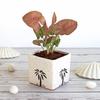 Good Luck Air Purifier Pink Syngonum Plant In White Square Aroez Ceramic Pot | Indoor Plant for Living Room | Home & Office Decor