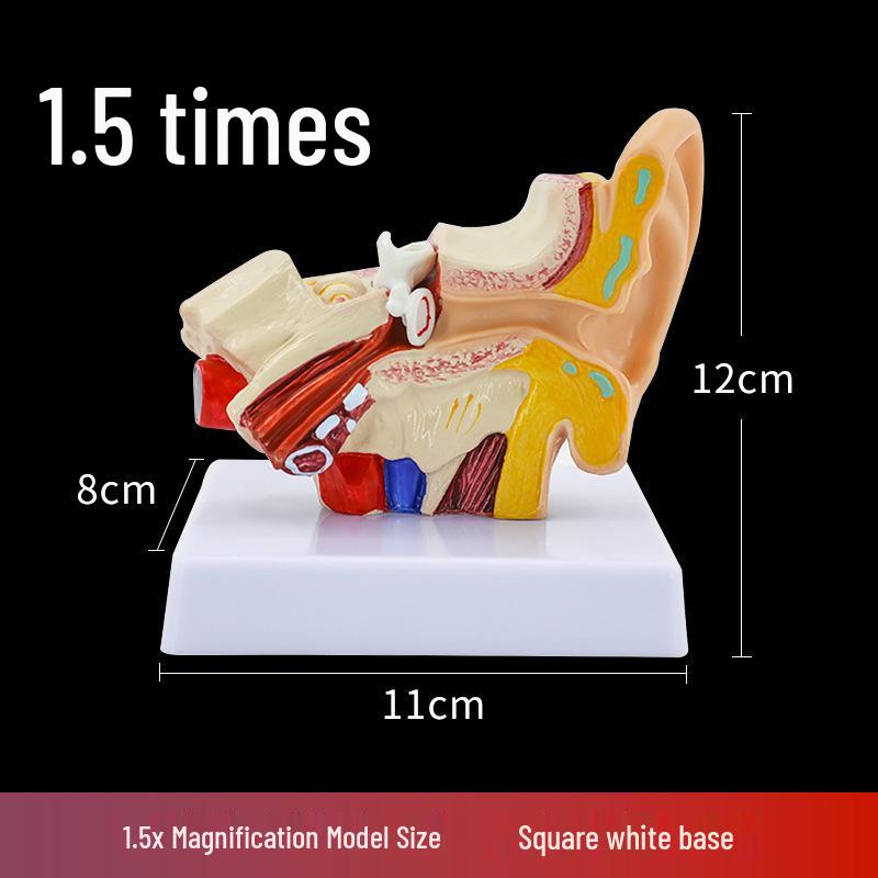 Ear Anatomy Desk Model: Outer, Middle, Inner Ear Parts for Teaching Auditory System.