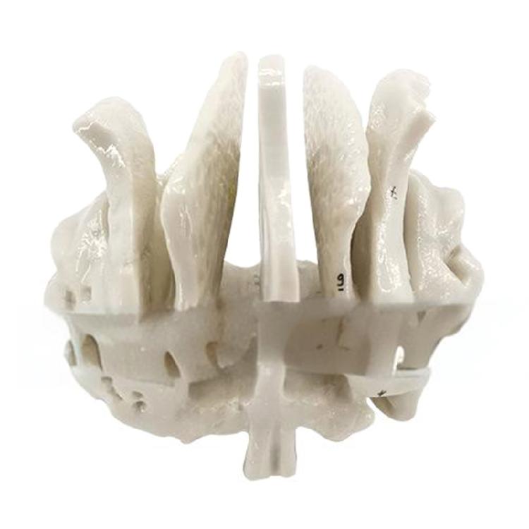 Human Skeleton Model for Lab School Temporal Bone Model Human Ethmoid Bone Anatomy Model Medicals Teaching Tool