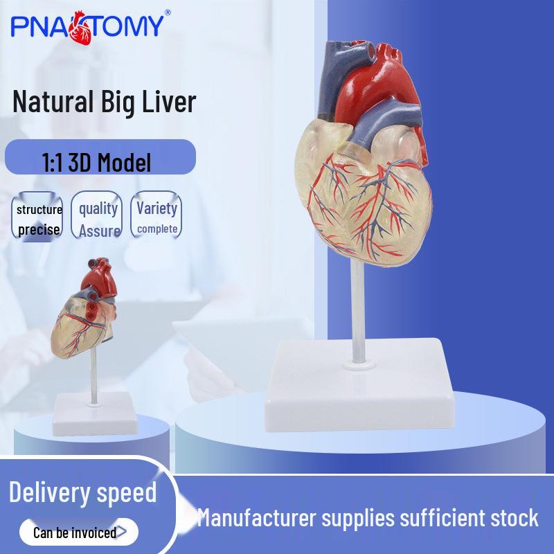 Transparent Heart & Lung Model with Blood Vessels, Bronchi, and Bronchial Tree PNT-0402