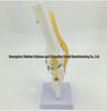 Functional Human Knee Joint Model with Meniscus and Cruciate Ligaments for Teaching