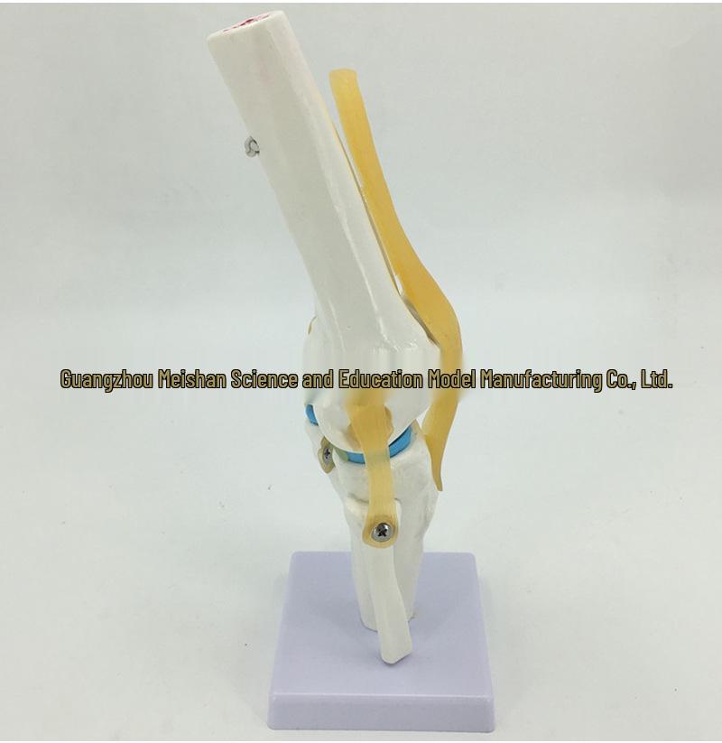 Functional Human Knee Joint Model with Meniscus and Cruciate Ligaments for Teaching