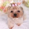 Hair Accessories Beauty Supplies Puppy Bow Hairpins Hair Barrette Butterfly Bows Hair Clips
