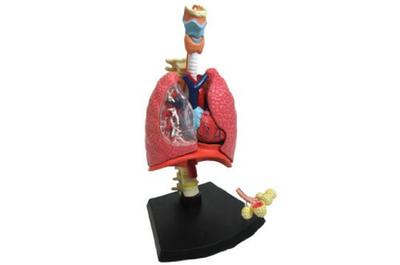 Aoshima Bunka Kyozai Skynet 3D Puzzle 4DVISION Human Anatomy Model Respiratory Anatomy Model Co., Ltd. No.22