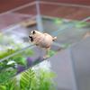 Small Fish Tank Dog Ornament Delicate Aquarium Decoration Durable Dog Miniatures  Outside Scene