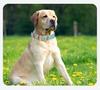 Küçük, Orta, Büyük Köpekler İçin Sıcak Tokalı Evcil Hayvan Tasması ve Tasma Seti - Golden Retriever ve Teddyler İçin Güçlü Tasma