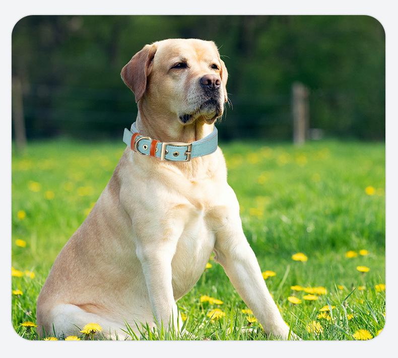 Küçük, Orta, Büyük Köpekler İçin Sıcak Tokalı Evcil Hayvan Tasması ve Tasma Seti - Golden Retriever ve Teddyler İçin Güçlü Tasma