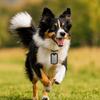 Silicone Material Dog Tag Protector 1.97*1.18 Inches Noiseless Dog Tag Rubbers Dog Tag  Outdoor
