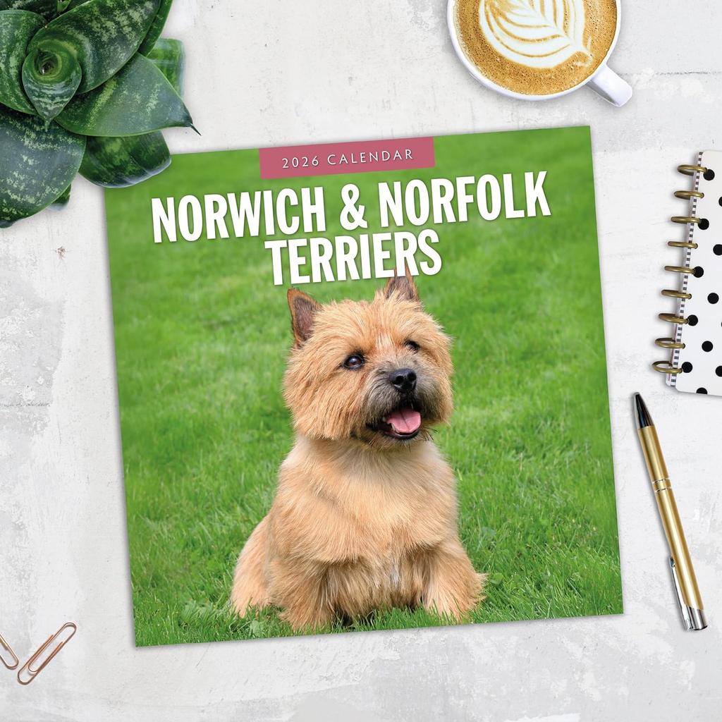 Red Robin 2026 Norwich & Norfolk Terriers Monthly Wall Calendar | 12" x 24" Open | Premium Thick & Sturdy Paper | Hangable 12 Month Calendar | Lined