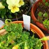Outdoor Gardening 3D Label Sign100Waterproof Sunscreen Succulent Plant Stake Marking Tool for PlantingDIY