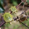 5 Pièces Nouvelle Tortue Miniature Réaliste Simulation Poupée Modèle Créatif Rétro Micro-paysage DIY Succulente Aquascaping Décor Ornements