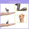 Childrens Bird Animal Model Pvc Realistic Australian Ostrich Baby Figurine For Educational Play And Farm Decor