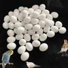 10pcs Realistic Dummy Eggs Multi-size Parrot Eggs Model Simulation Bird Eggs  For Budgie Cockatiel