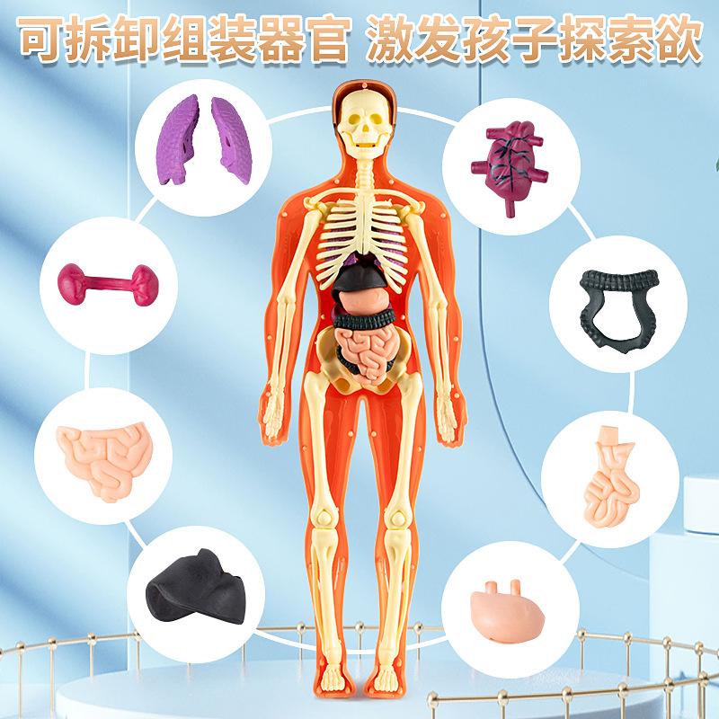 Children's Human Anatomy Model Toy: DIY Organ Assembly & Skeleton Structure