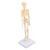 Human Skeleton Model Articulated Joint Removable Exquisite Craft Anatomy Human Body Skeleton Model for School Education