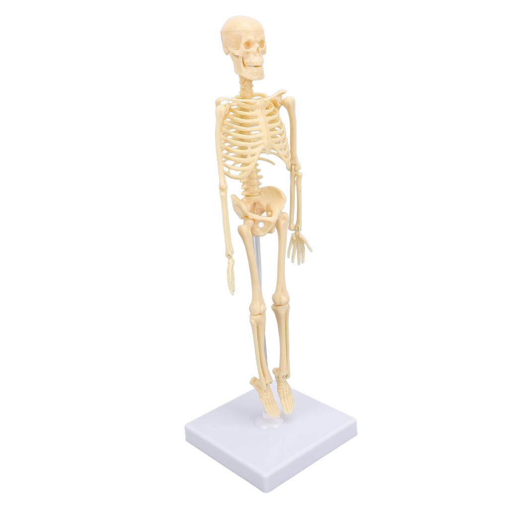 Human Skeleton Model Articulated Joint Removable Exquisite Craft Anatomy Human Body Skeleton Model for School Education