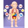 Educational Learning DIY Assembly Toys Kits Body Organ Medical Teaching Tools 3D Puzzle Human Body Anatomy Model Toy