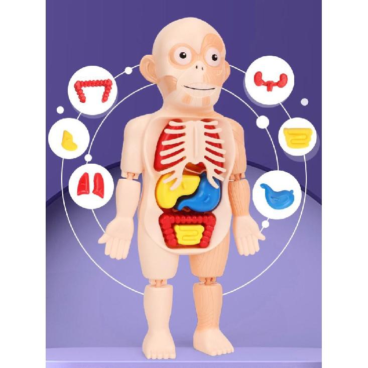 Educational Learning DIY Assembly Toys Kits Body Organ Medical Teaching Tools 3D Puzzle Human Body Anatomy Model Toy