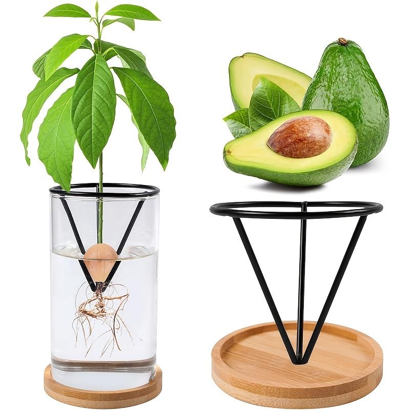 Vaso Vetro Idroponico per Semi di Avocado Supporto Triangolare per la Coltivazione dell'Avocado con Staffa Triangolare e Base in Bambù Vaso per Germinazione Piante