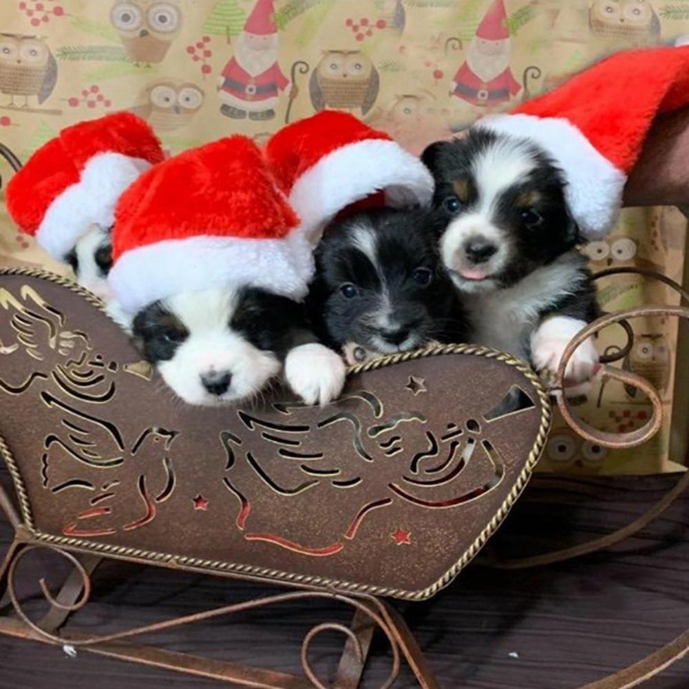 Christmas Pet Hat Festive Pet Hat Festive Pet Santa Hat Set for Dogs Cats Fleece Costume Accessories for Holiday Cosplay