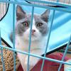 Cat Hanging Hammock with Adjustable Straps Double-Sided Pet Cage Hammock Hanging Bed Resting Sleepy Pad for Small Pets 40x50cm