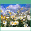 5d Diamond Full Drill Painting Daisy Rhinestones Pictures Diamond Embroidery Icons Flowers Decor