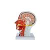 W89C Human Half Head Model Teaching Aid Neurovascular Musculature Model