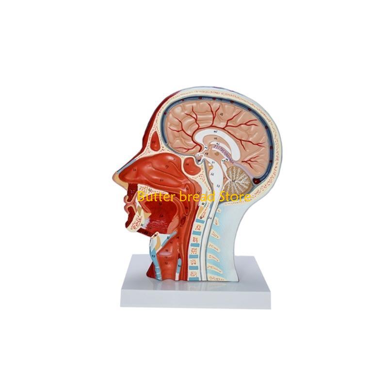 W89C Human Half Head Model Teaching Aid Neurovascular Musculature Model