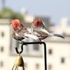 6PCS Foam Simulation Sparrow with Clips Faux Foam Bird Vivid Artificial Bird Model  Home Decoration