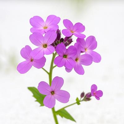 600 Seeds of Dame's Rocket (Dame's Rocket)