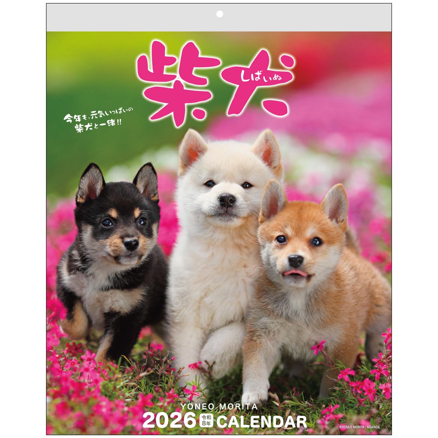 

Active Corporation 2026 Wall Morita Whole Shiba Starts January 2026 Calendar, Yoneo, Inu, 26ACL-11,