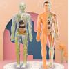 Colorful Children's Human Anatomy Skeleton Model Toy For Hands-on Learning With Diy Assembly And Clear Instruction Guide For Young Learners