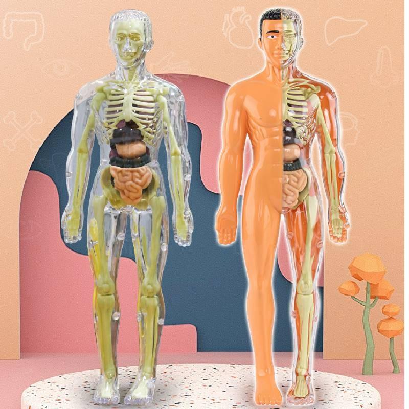Colorful Children's Human Anatomy Skeleton Model Toy For Hands-on Learning With Diy Assembly And Clear Instruction Guide For Young Learners