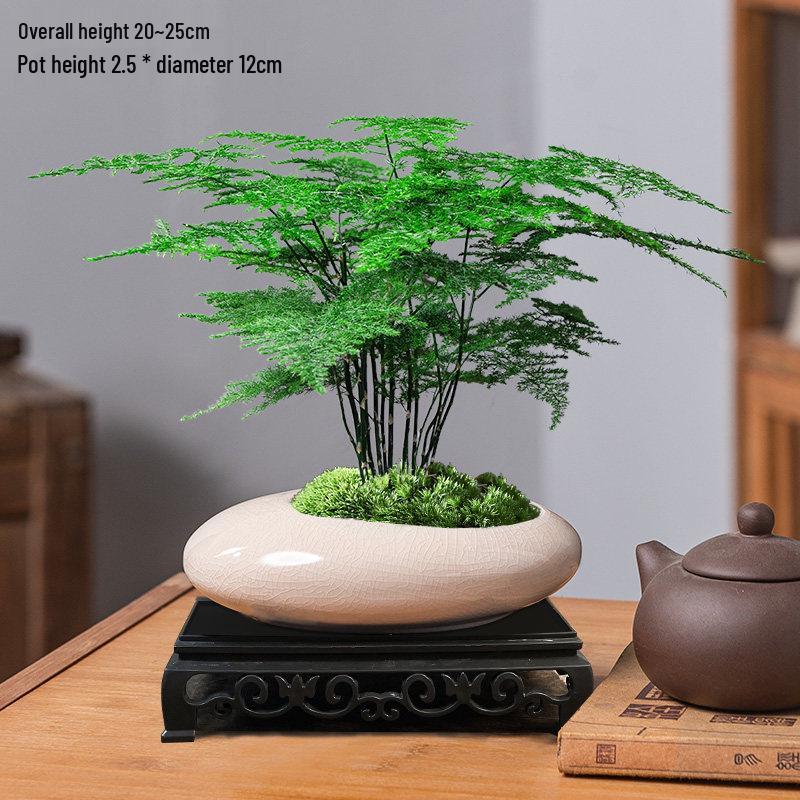 Asparagus Fern Indoor Bonsai – Easy-Care Evergreen for Home or Office Decor