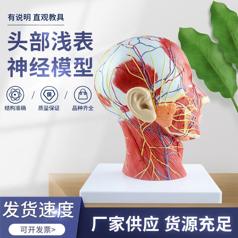 Human Head Sagittal Section Model with Superficial Nerves and Vessels