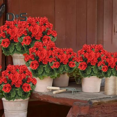 20 Stck seltene Geranien Blumen Samen Rose Pelargonium Pflanze mehrjhrige  Dekoration gnstig kaufen  Preis, kostenloser Versand, echte Bewertungen  mit Fotos  Joom