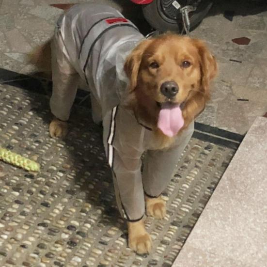 Yousheng Pet Raincoat Transparent Waterproof Hooded Dog Four-legged Rain Out Clothes for Small Large Dogs