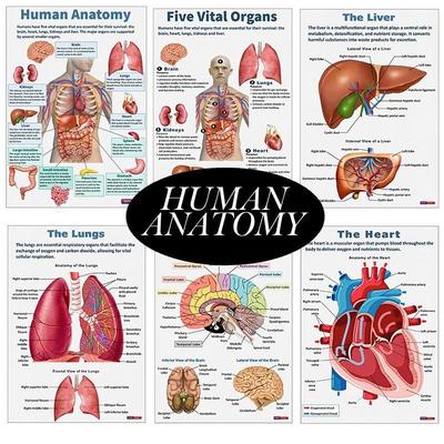 16Pcs Human Anatomy Poster Human Organs Brain Liver Heart Anatomy Poster Medical Classroom Office Room Home Aesthetic Decoration