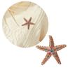 Crystals Starfish Brooch Pin For Women Versatile Fashion Jewelry Gift Party Everyday Wear
