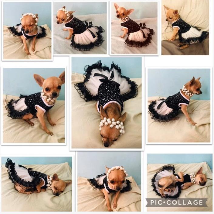 Baffy Pet Clothing: Stylish Cat & Dog Apparel and Skirts