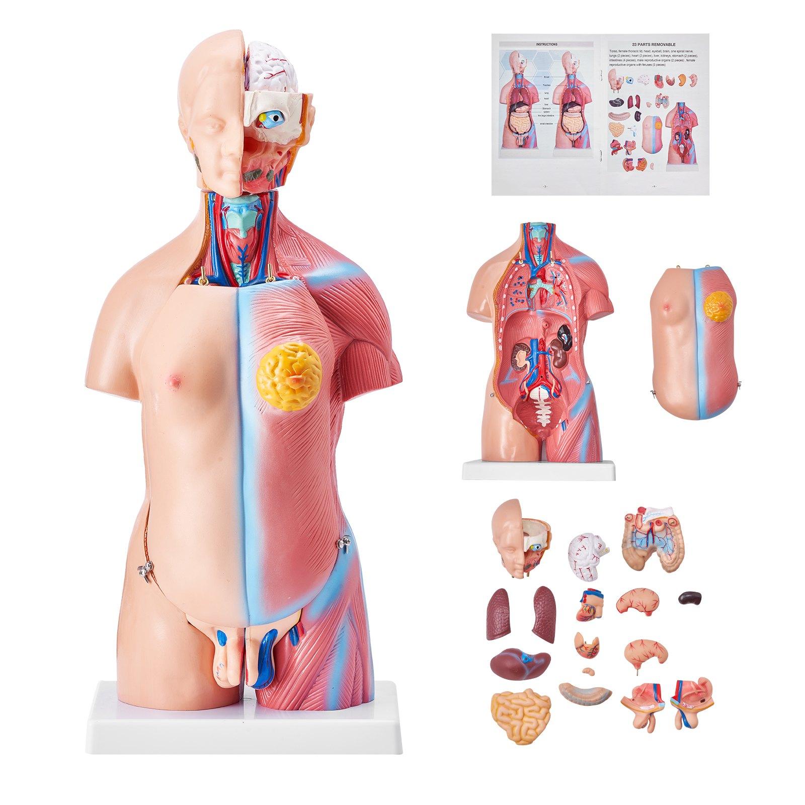 VEVOR Human Body Model, 23 Parts