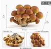 Figurines Set - Nameko, Matsutake, and Parasol Models for Home Decoration Display