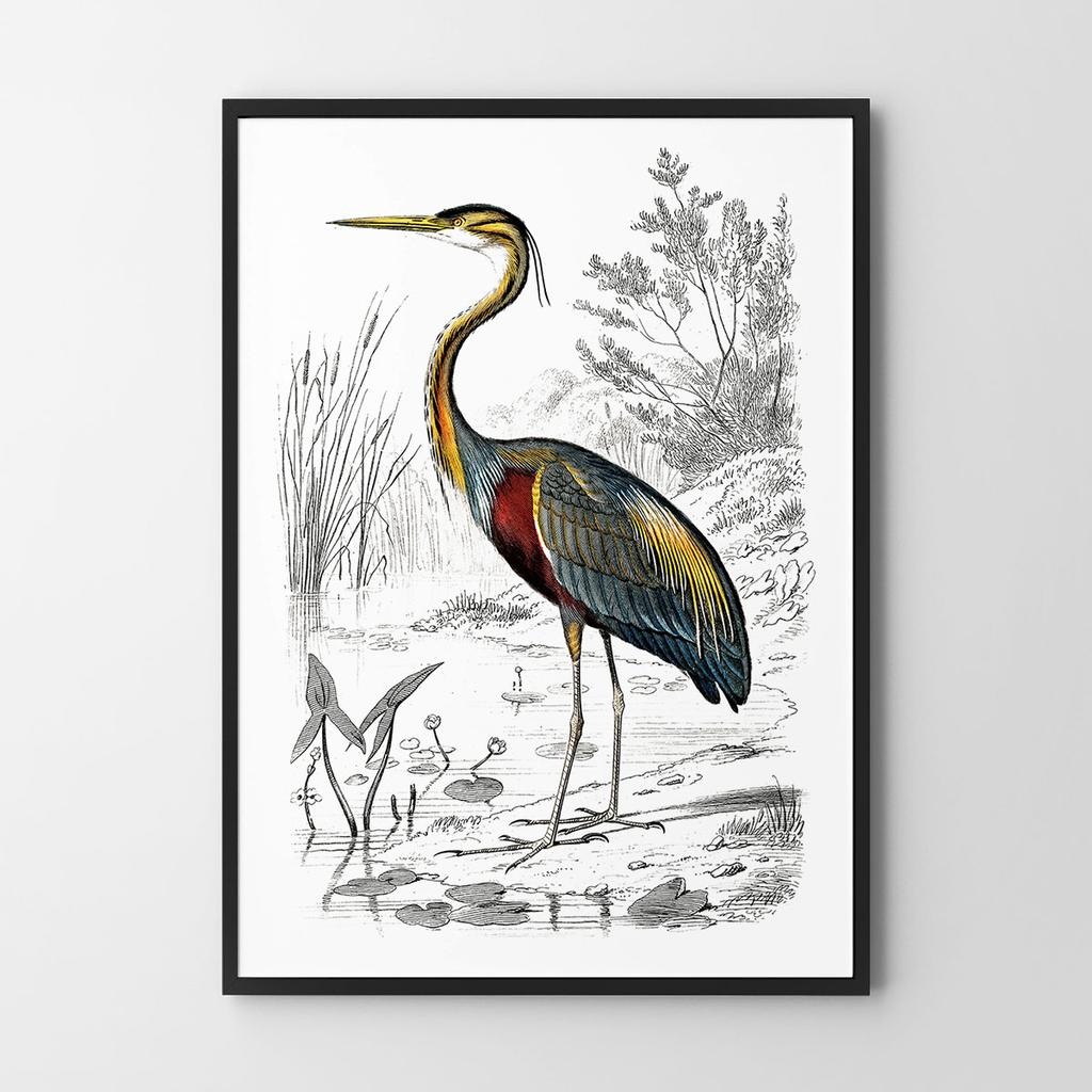Poster Heron Bird Illustration