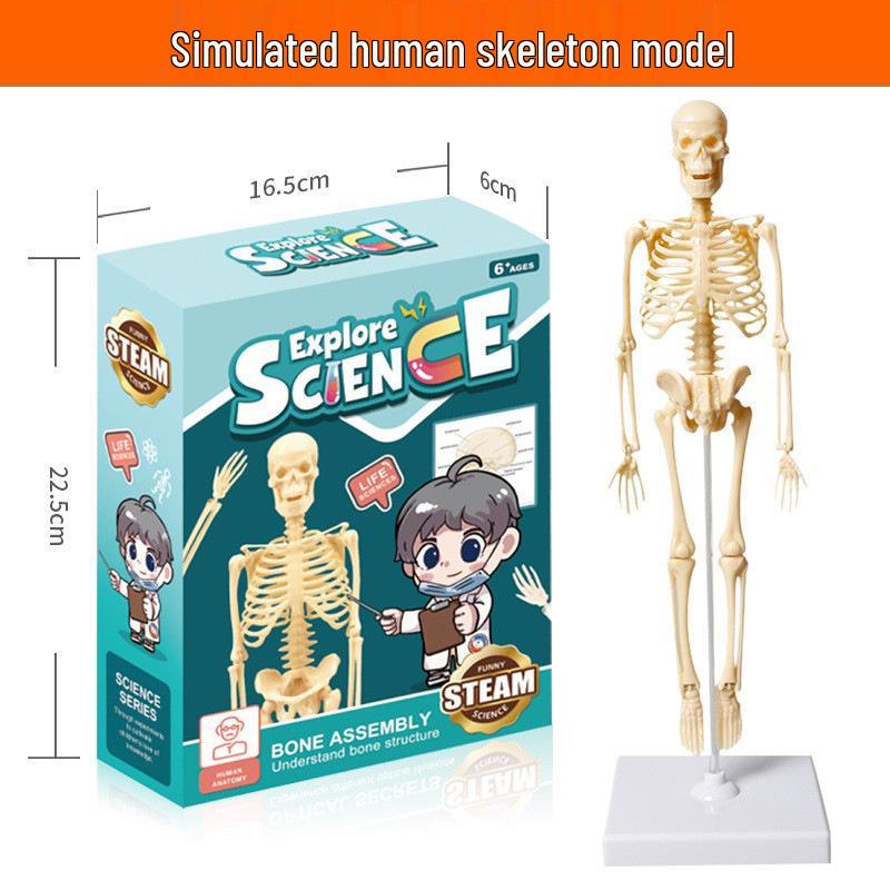 Children's Educational Human Anatomy Model - Skeleton & Organ Structure Toy for Medical Teaching