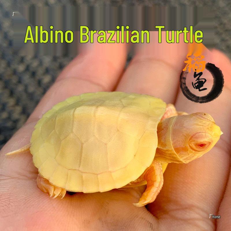 Альбиносная бразильская красноглазая черепаха - Интернет-знаменитость, Белоснежный мутант для аквариумов 2-4cm Substandard