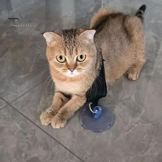 Suport pentru baie pentru animale de companie, pisică, câine, legă de baie, ventuză, reglabilă cu frânghie fixă, pentru îngrijirea animalelor de companie, duș, ham pentru baie, lesă, aprovizionare pentru animale de companie