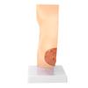 Lactating Bust Anatomical Model PVC Hand Made Lifelike Female Anatomical Chest Model for Lactation