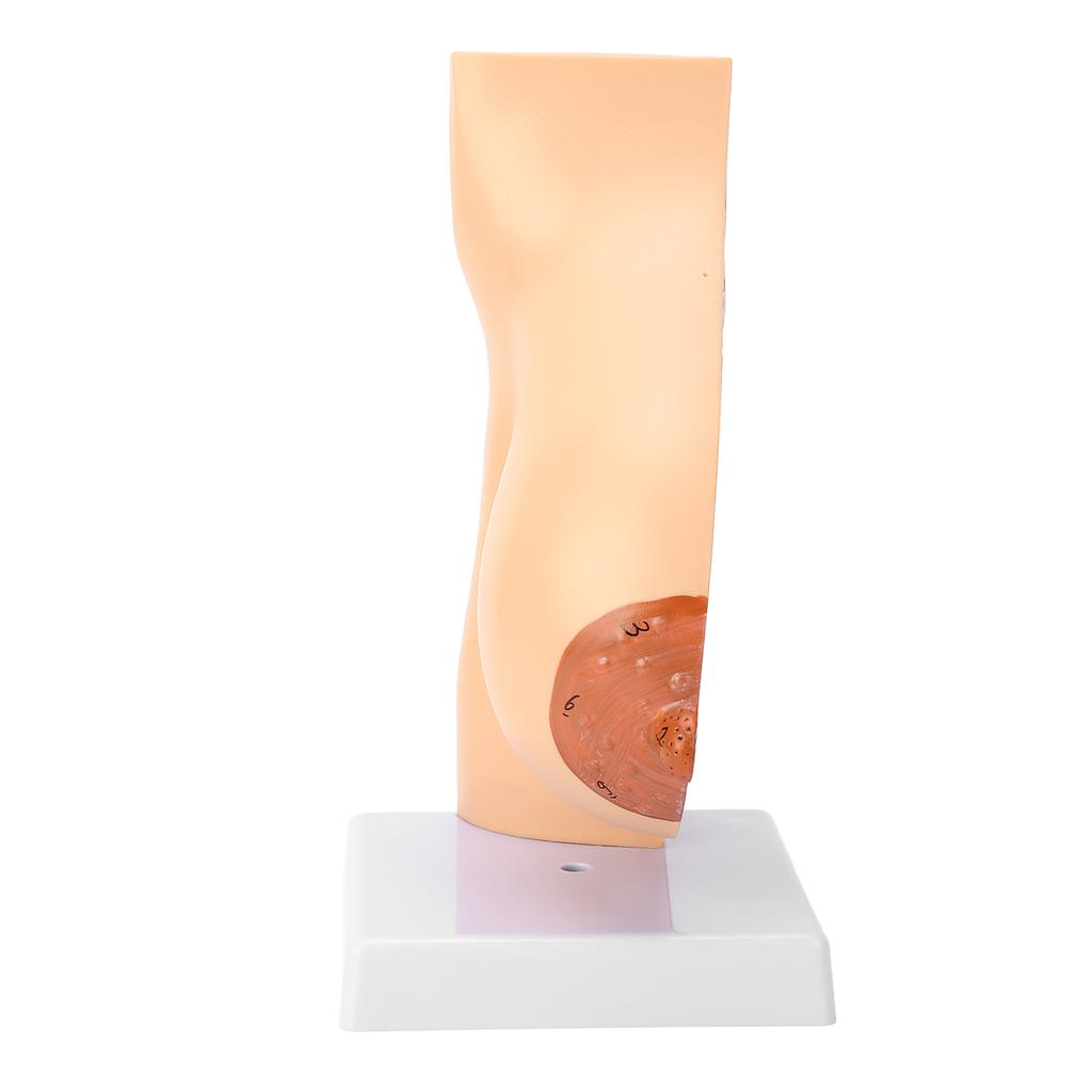 Lactating Bust Anatomical Model PVC Hand Made Lifelike Female Anatomical Chest Model for Lactation